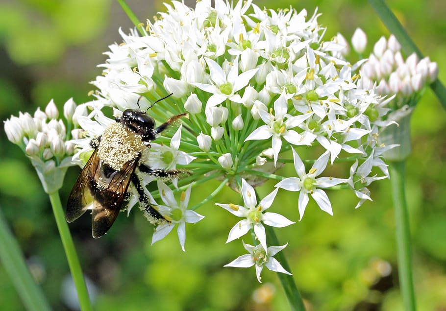 Bee, Flower, Pollen, Garden, Insect, onion flower, one animal HD wallpaper