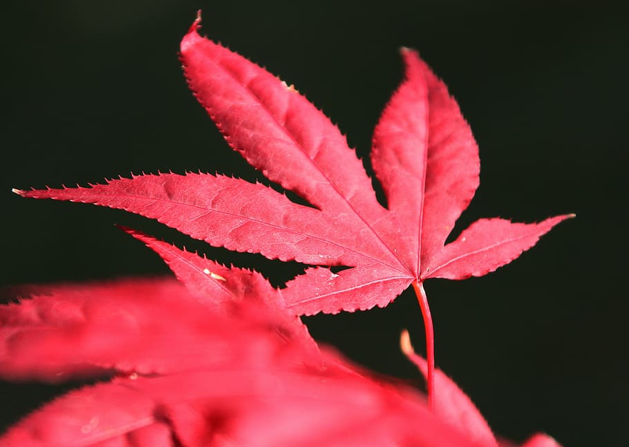 leaves, maple, red, nature, color, tree, leaf, plant part, close-up HD wallpaper