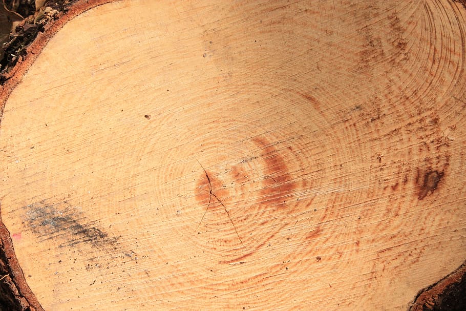 Trunk, Dry, Tree, Texture, Wood, dry tree, close-up, no people HD wallpaper
