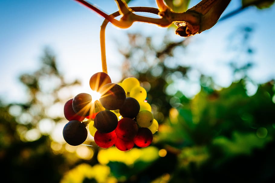 Grapes in a vineyard at sunset, food/Drink, fruit, healthy, wine, HD wallpaper