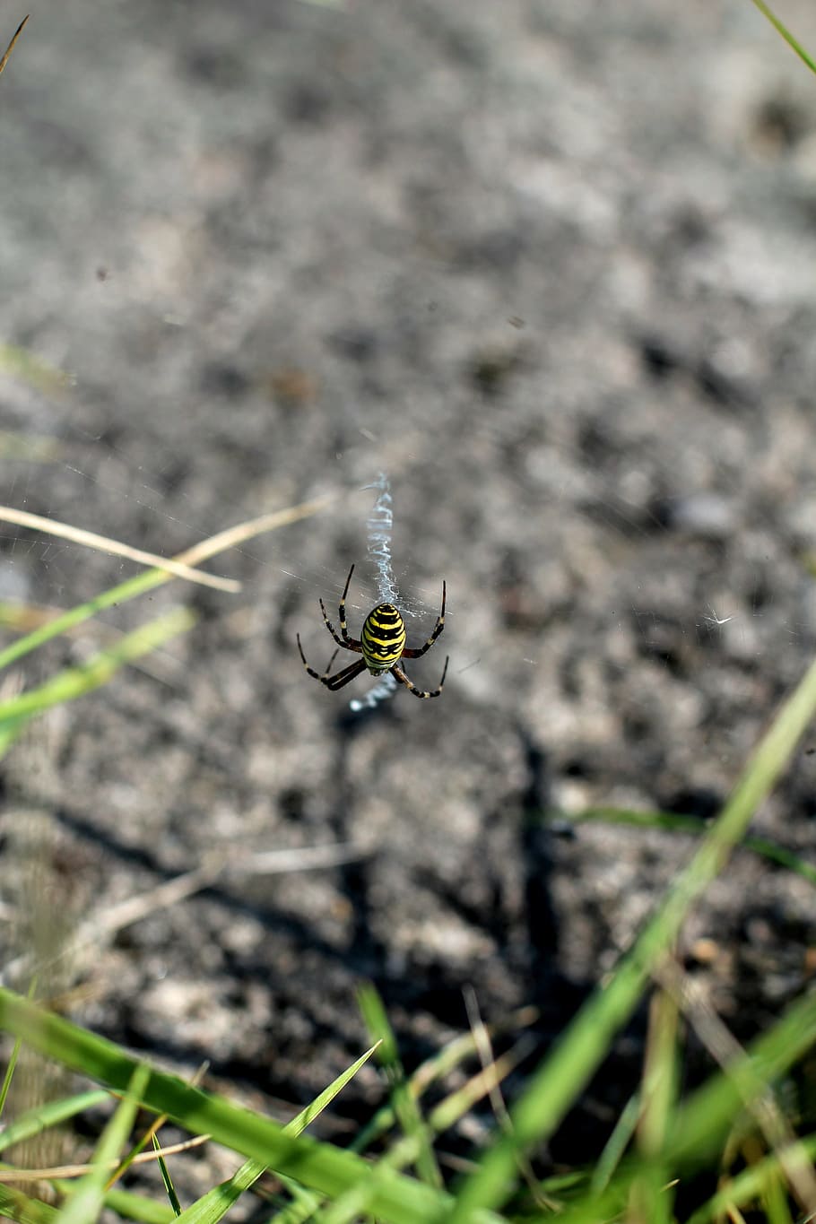 spider, black yellow, network, bvb, one animal, animal themes HD wallpaper