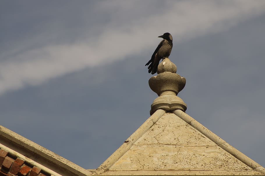 bird, height, perspective, vertebrate, animal, architecture HD wallpaper
