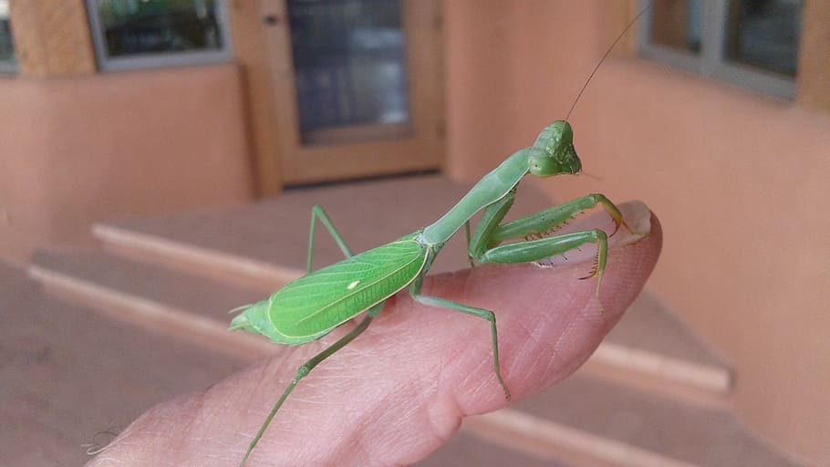 insect, bug, predator, green, praying Mantis, animal, nature HD wallpaper