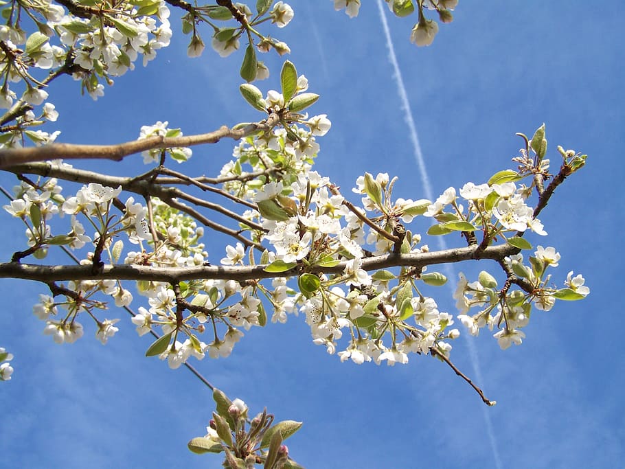flowering cherry tree, white flower, spring, plant, sky, growth HD wallpaper