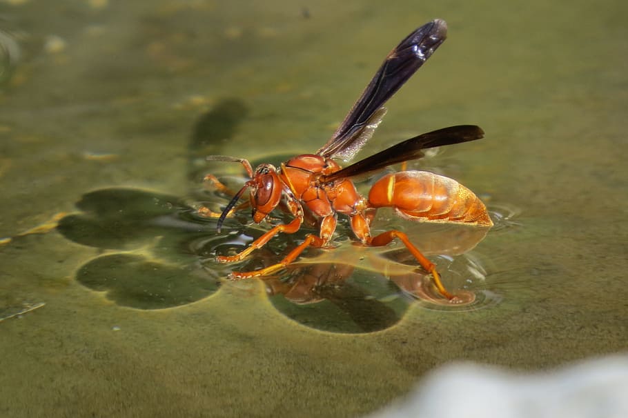 Insect, Wasp, Red, Black, Black, Water, animal themes, animals in the wild HD wallpaper