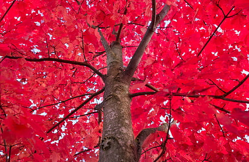 red leaf tree, maple, autumn, foliage, trunk, decoration, nature HD wallpaper
