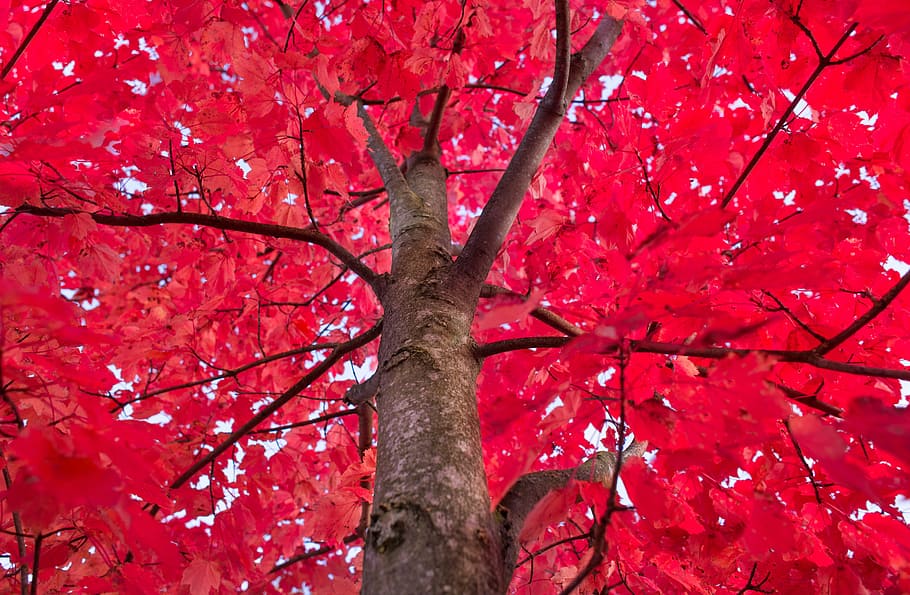 red leaf tree, maple, autumn, foliage, trunk, decoration, nature HD wallpaper