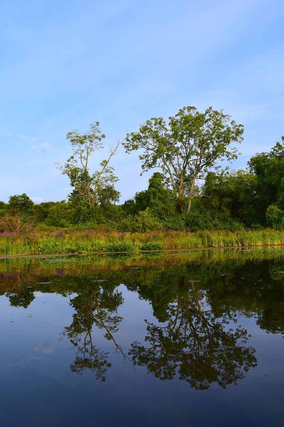 tree, lake, water, landscape, nature, sky, blue, reflection HD wallpaper