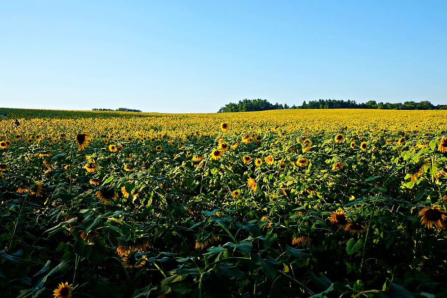 sunflowers, field, sky, landscape, plant, beauty in nature HD wallpaper