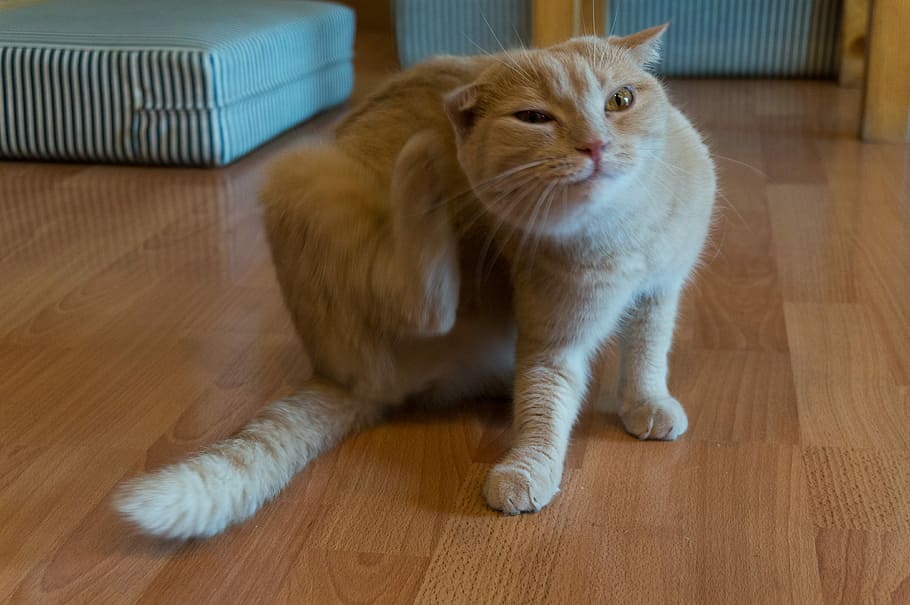 Cat, Scratch, Orange, hardwood floor, domestic cat, domestic animals HD wallpaper