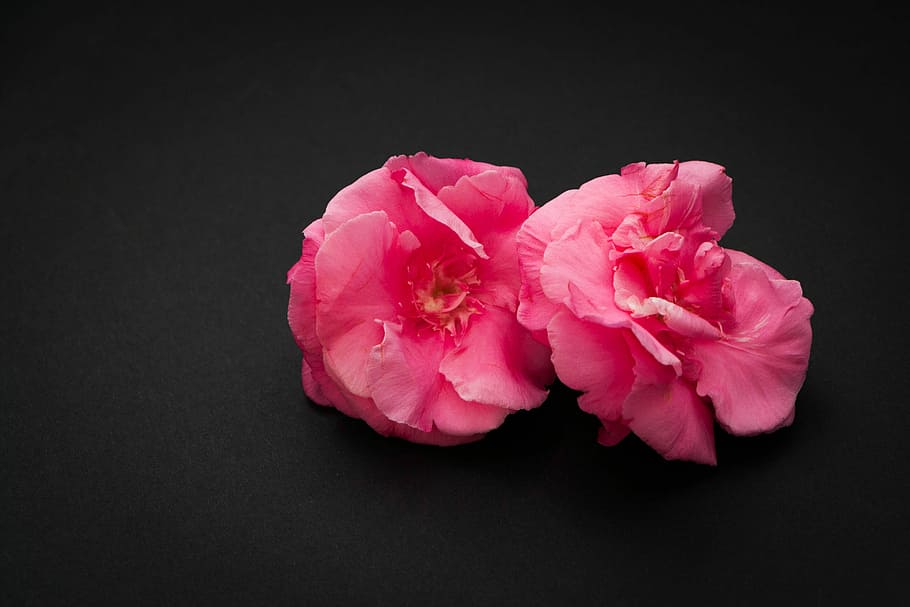 Flower, Isolated, Romantic, two, red, bloom, valentine, floral HD wallpaper