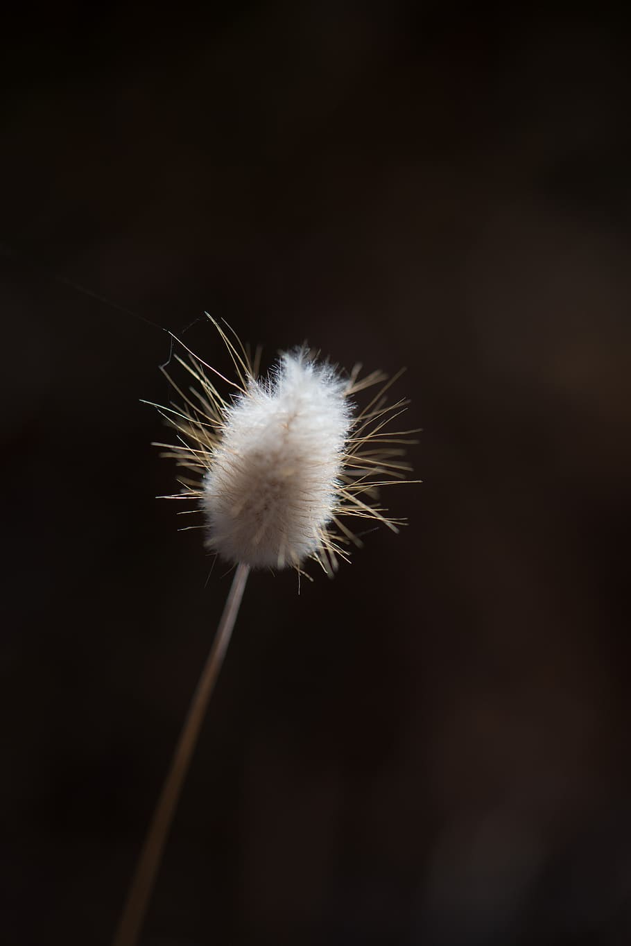 flower, nature, soft, black, fragility, vulnerability, dandelion HD wallpaper