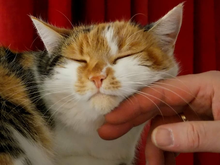 tricolor Calico cat, stroke, pet, animal, fur, ears, lucky cat HD wallpaper