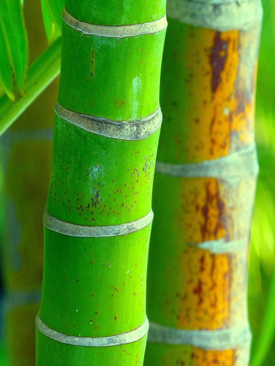 bamboo, nature, china, green color, focus on foreground, close-up HD wallpaper
