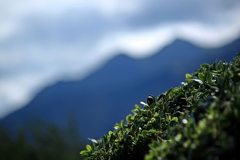 mountain, shrub, plant, leaf, green, landscape, nature, mountains HD wallpaper