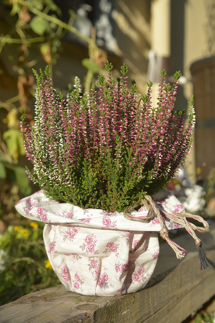 heide, herb, erika, pot, white, purple, violet, coating, fabric HD wallpaper