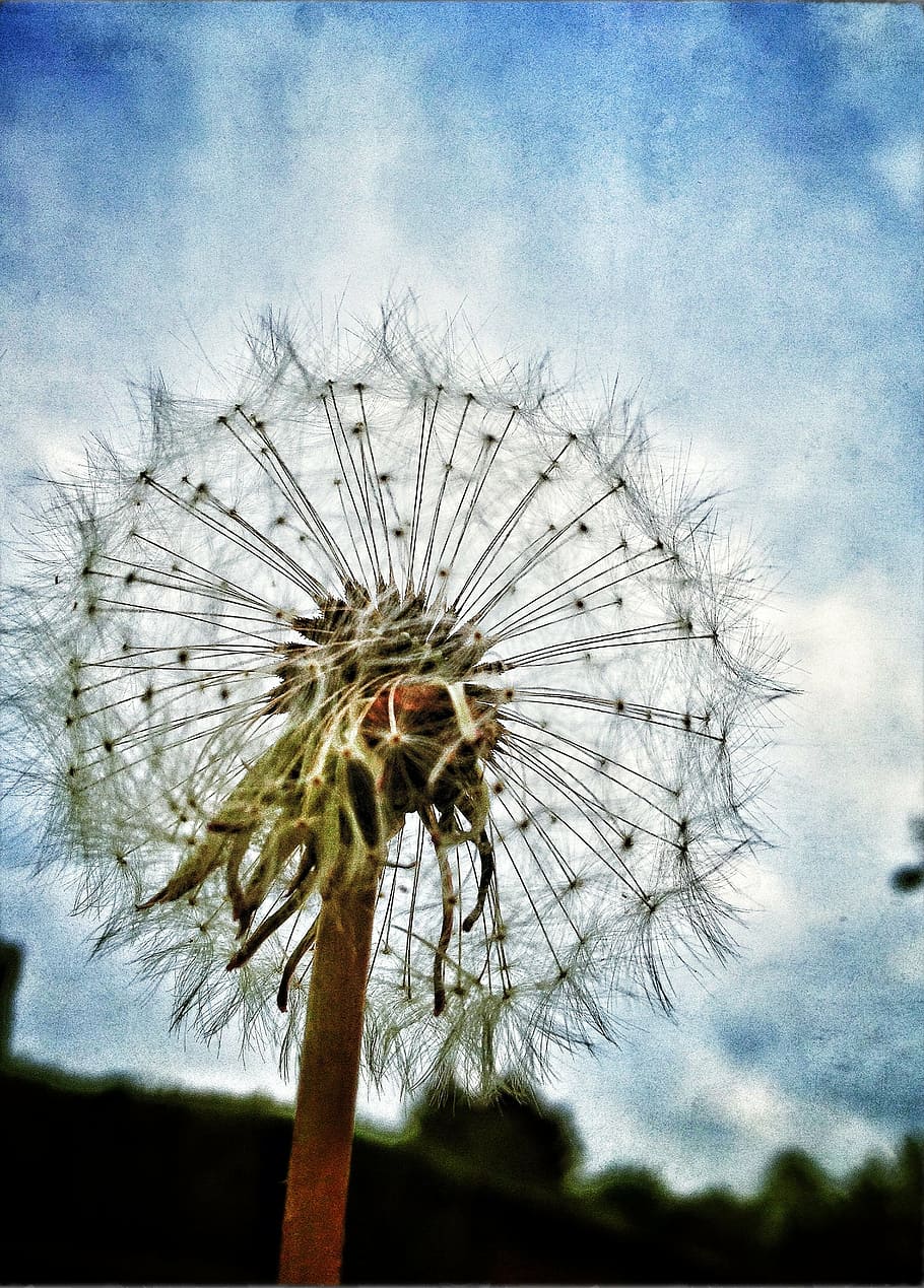 dandelion, nature, flower, sky, plant, fragility, beauty in nature HD wallpaper