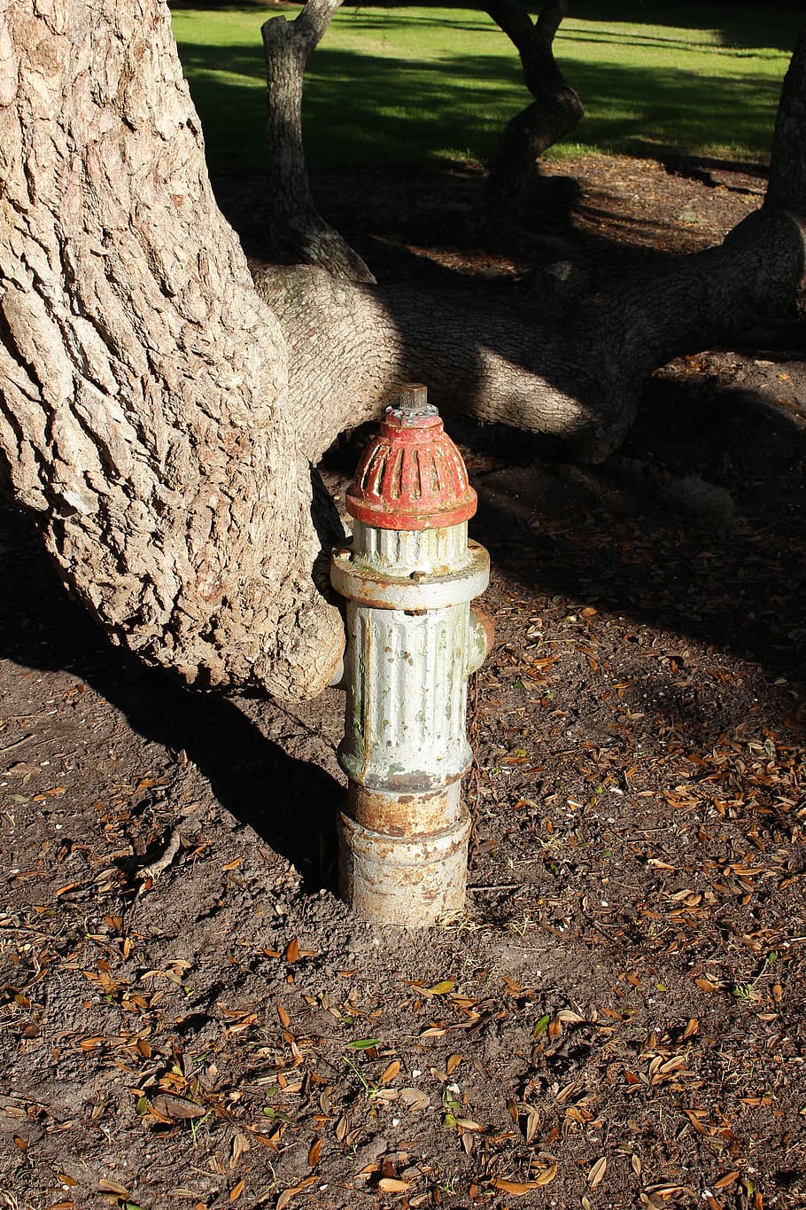 Fire Plug, Tree, Old, Fire, Plug, rusty, water, nature, hydrant HD wallpaper