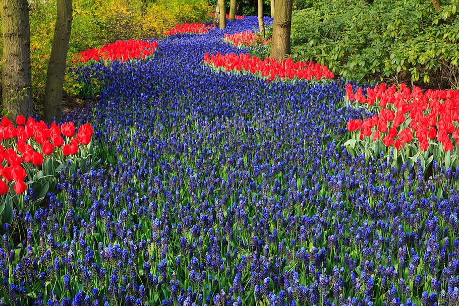 bed of lavender flowers, Tulip, Beautiful, Bloom, Blooming HD wallpaper