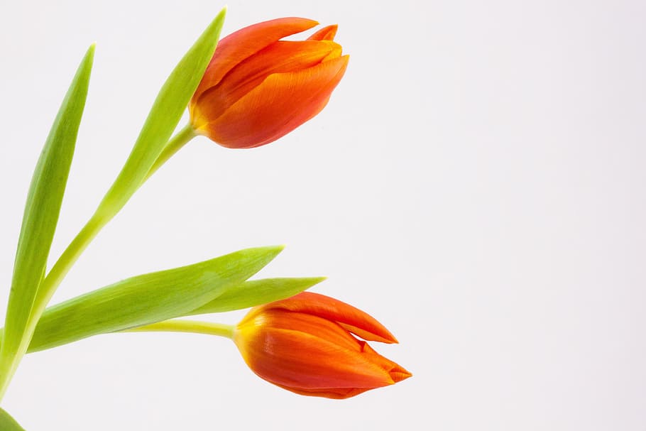 two orange petal flowers, tulip, spring, schnittblume, blossom HD wallpaper