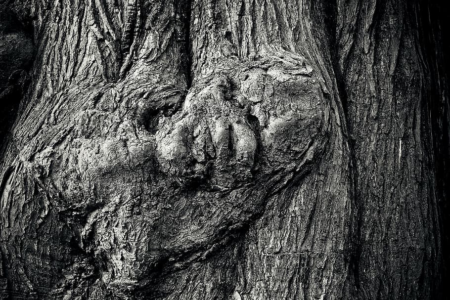 tree, tree bark, log, nature, tribe, wood, forest, structure HD wallpaper