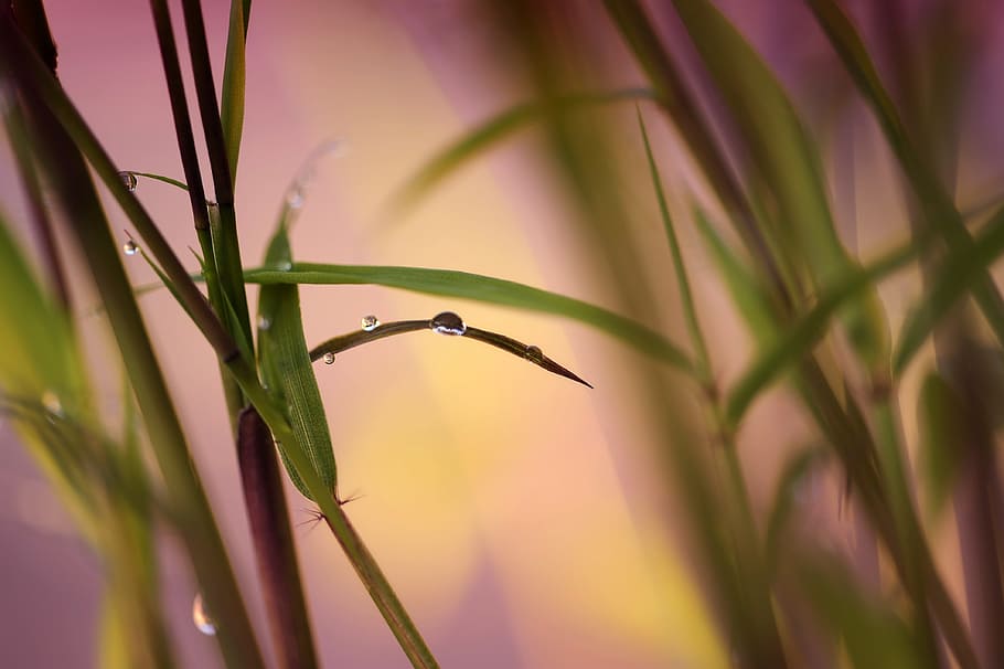 green leaf plant with water dew, bamboo, drip, raindrop, dewdrop HD wallpaper