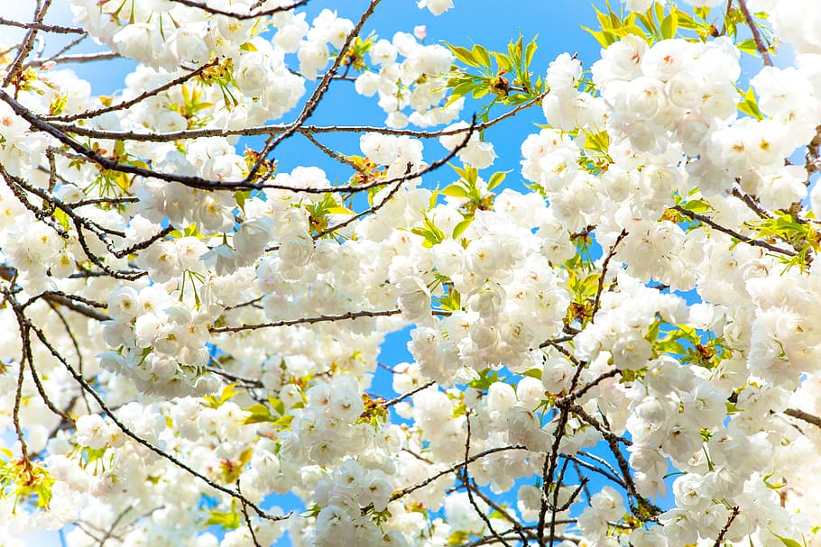 cherry, flower, sky, tree, flowering plant, fragility, beauty in nature HD wallpaper