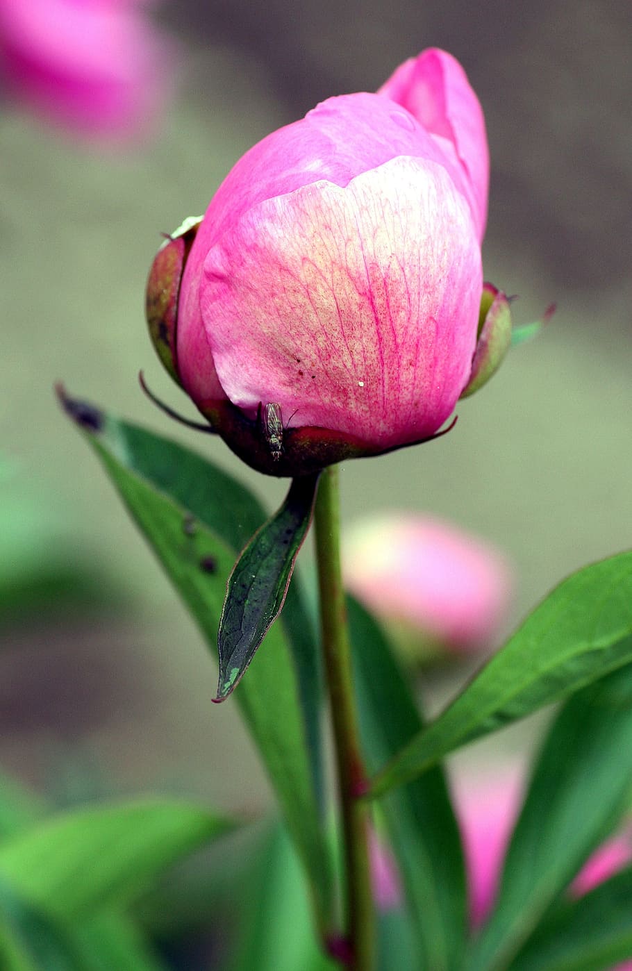flower, peony, pink, spring, flower bud, garden, flowering HD wallpaper