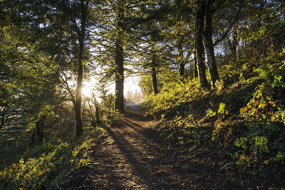 green trees during sunrise, pathway in between trees, woodland HD wallpaper