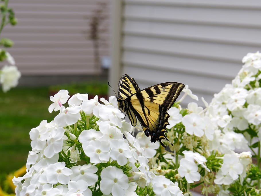 white, petal, flower, bloom, nature, plant, butterfly, insect HD wallpaper