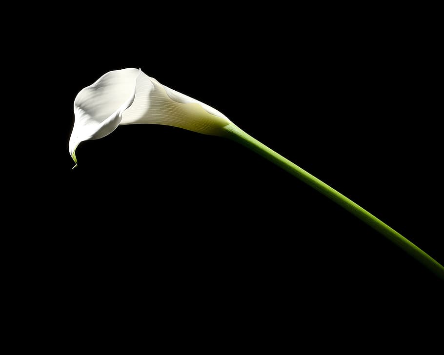 kara, flowers, plants, studio shot, flowering plant, black background HD wallpaper