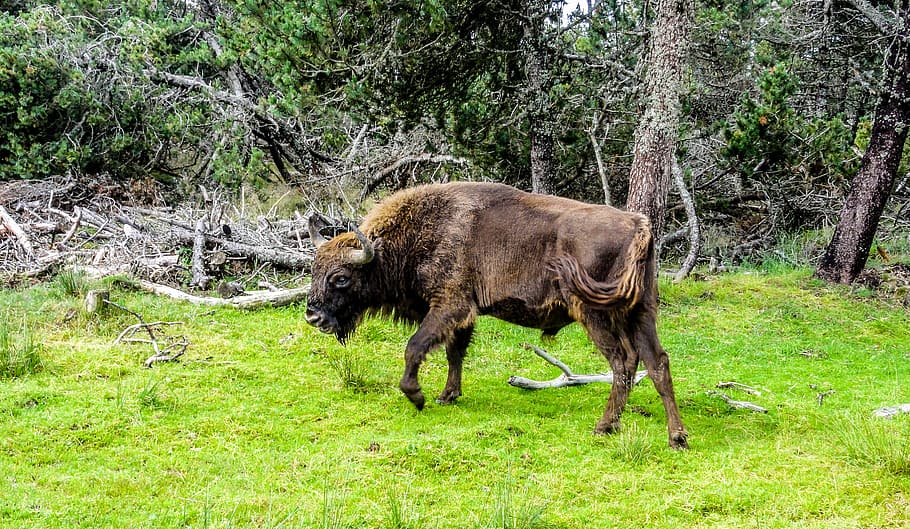 Bison, Force, Nature, Wild, taurau, forest, haute loire, ardèche HD wallpaper
