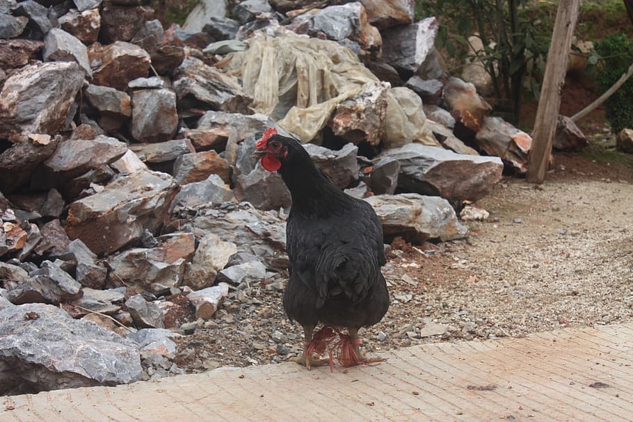 chicken, hen, stone, animal themes, bird, vertebrate, one animal HD wallpaper