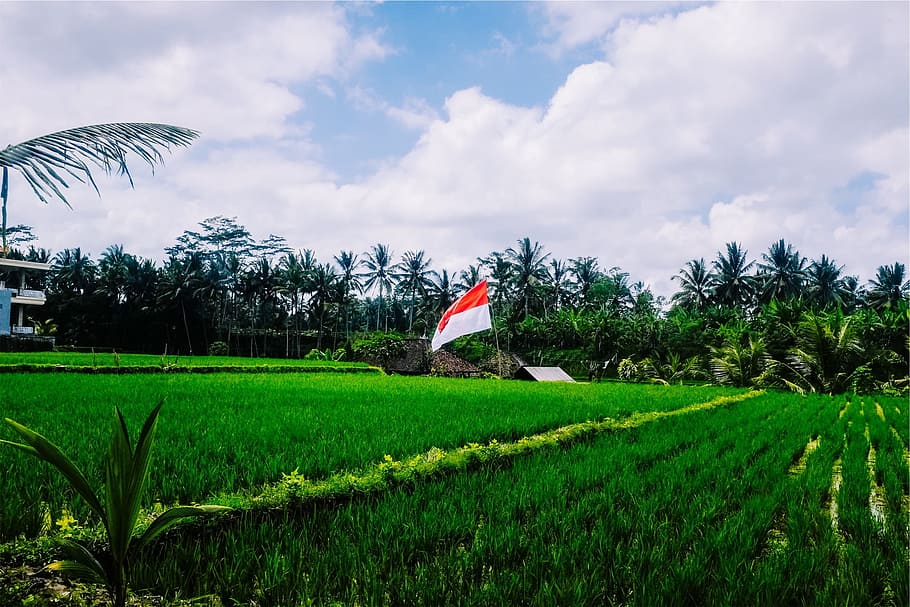 green-grass-paddies-indonesian.jpg