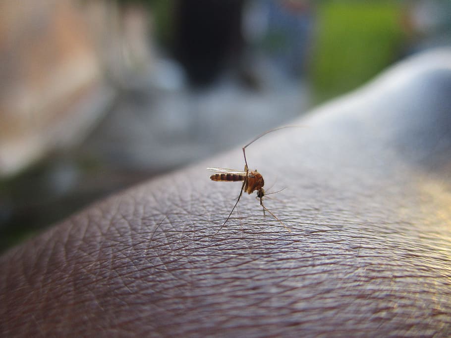 brown mosquito on human skin, insect, dengue, mosquito on hand, HD wallpaper