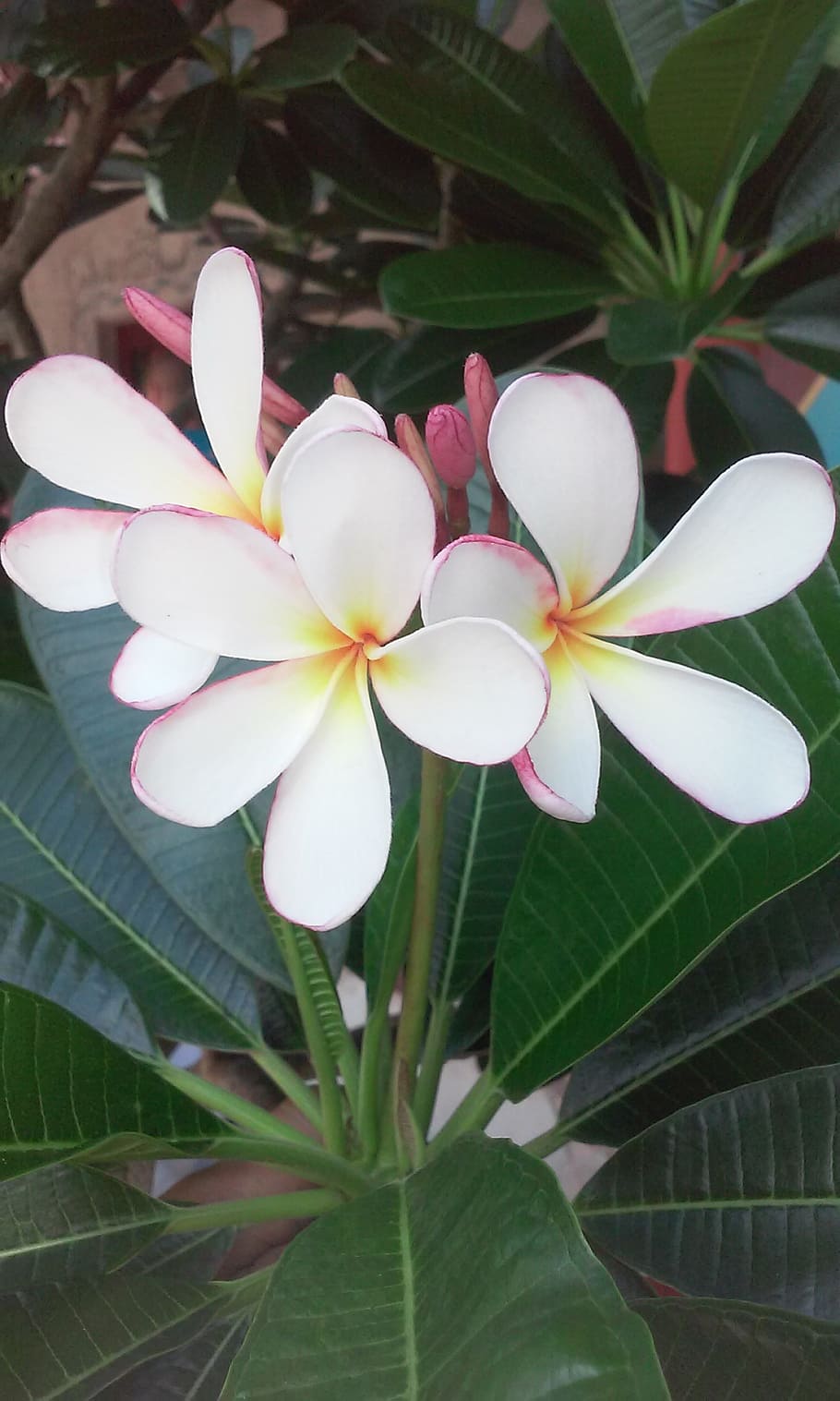 flower, white, plant, flowering plant, leaf, plant part, beauty in nature HD wallpaper