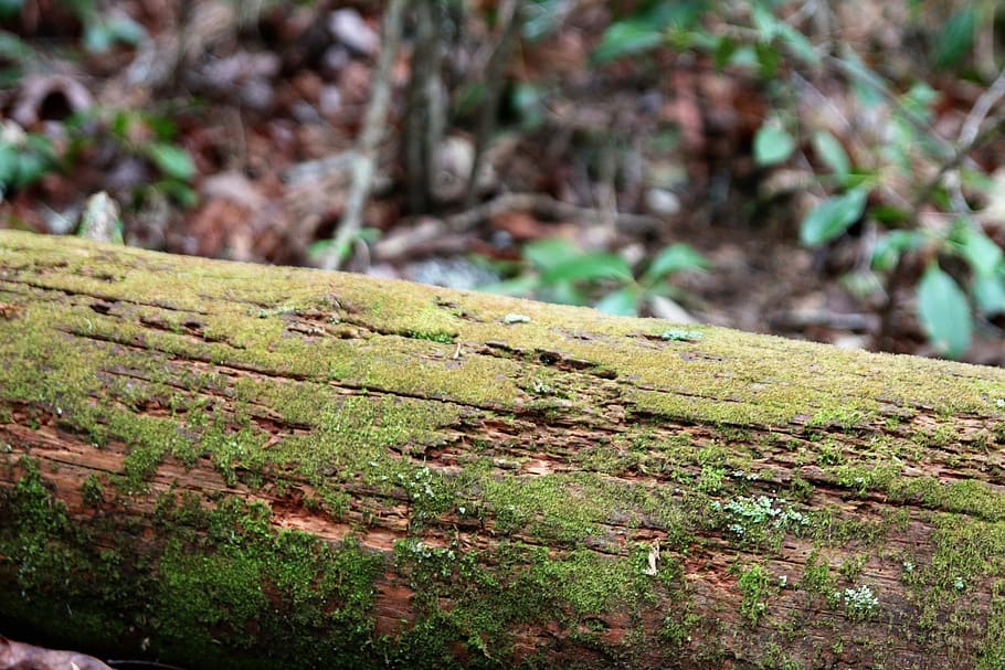 nature, wood, flora, leaf, tree, moss, green, natural, plant HD wallpaper