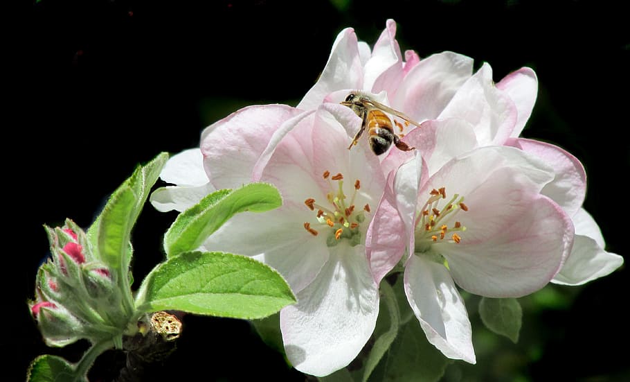 bee, on apple tree, blossom, flower, flowering plant, invertebrate HD wallpaper