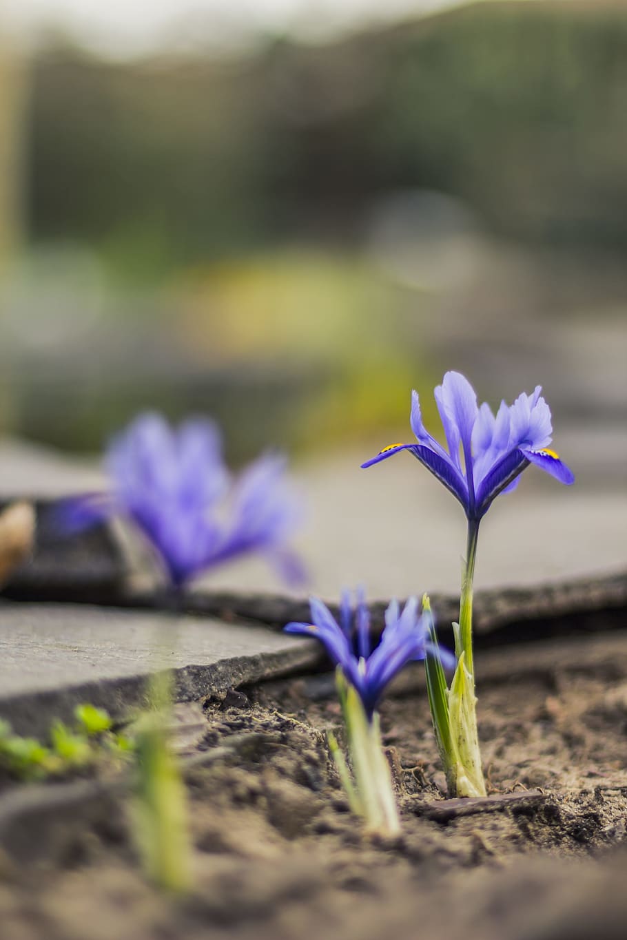 Irises, Plan, Flower, Blurry, Background, blurry background HD wallpaper