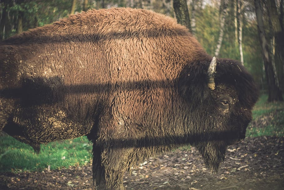 bison, bison standing on brown soil surrounded by trees, horn HD wallpaper