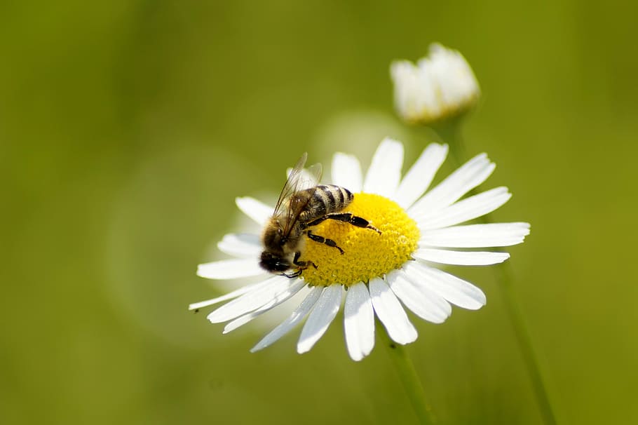 daisy, bee, flower, nature, yellow, insect, plant, flowering plant HD wallpaper