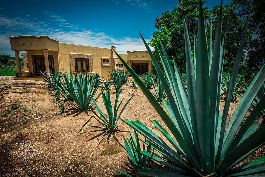 photo of brown concrete building beside green plants, agave, tequila