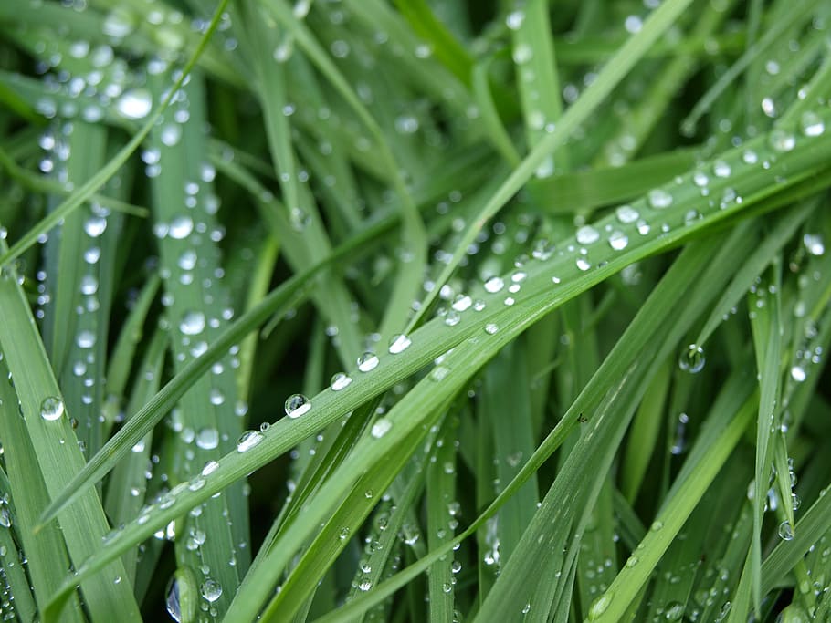 dew, grass, nature, green, dewdrop, drop of water, wet, meadow, HD wallpaper