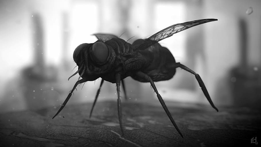 fly, 3d, render, insect, macro, rendering, animal, focus on foreground HD wallpaper