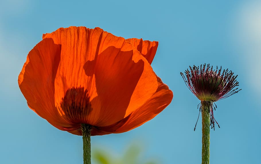 red broad petaled flower, red poppy flower under blue sky, plant HD wallpaper