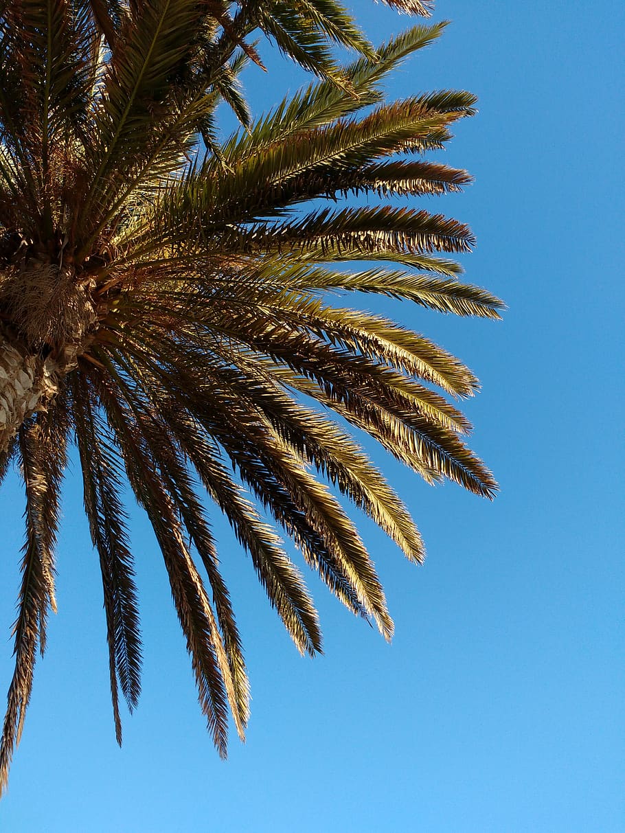 palm, leaf, tropical, palm tree, tropical climate, plant, low angle view HD wallpaper