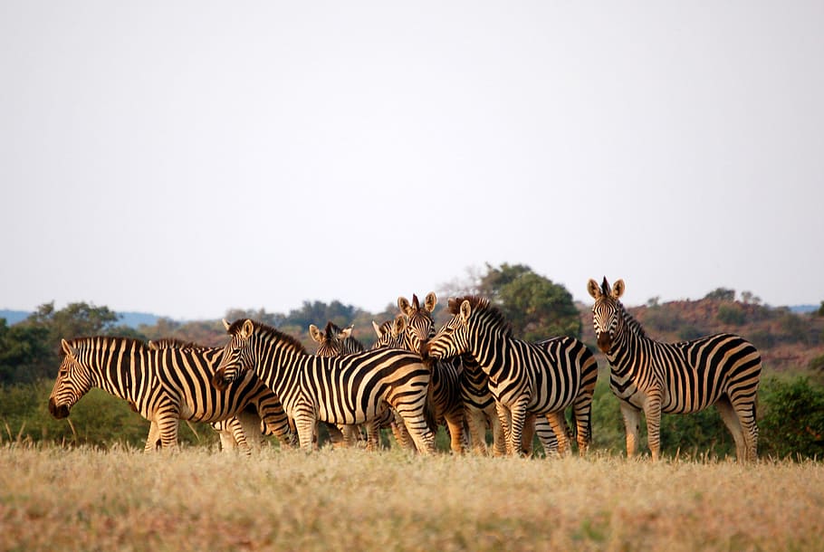 herd of zebra, group of zebra near trees, stripe, nature, wildlife HD wallpaper