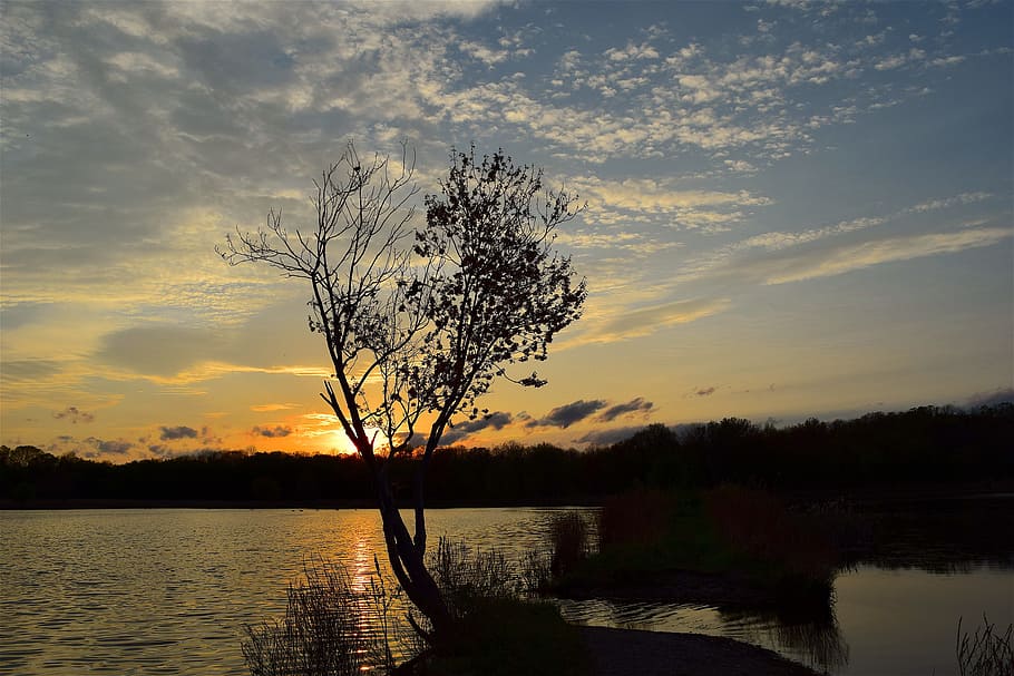 Tree, Sunset, Lake, Water, Sky, nature, landscape, reflection HD wallpaper