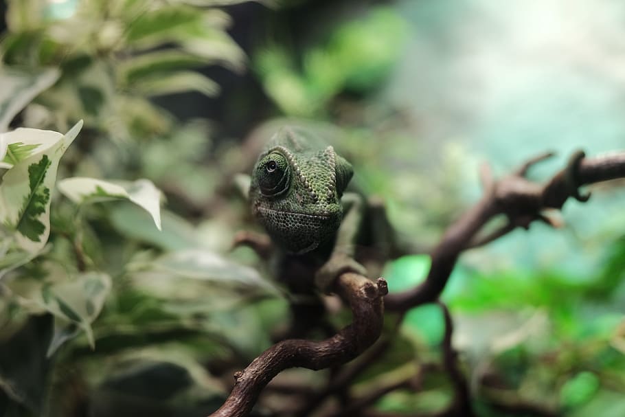 reptile, jungle, lizard, chameleon, eye, sheet, camouflage HD wallpaper