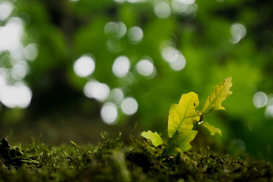 tree, nature, leaf, summer, focus, evolution, spring, plant HD wallpaper